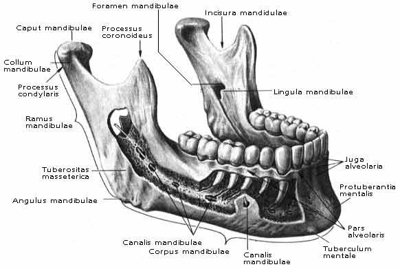 Юрий Чернов Seed | Санкт-Петербург