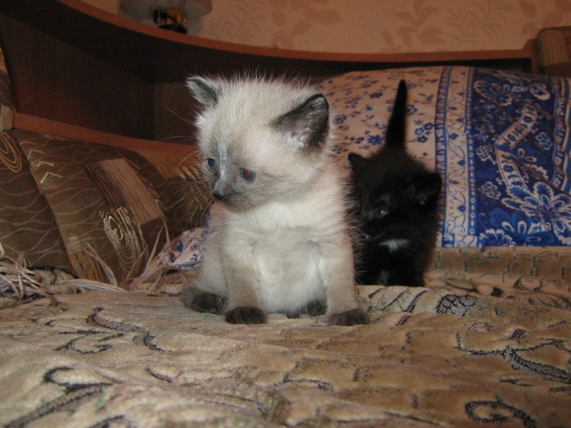 Артем Кованченко | Санкт-Петербург