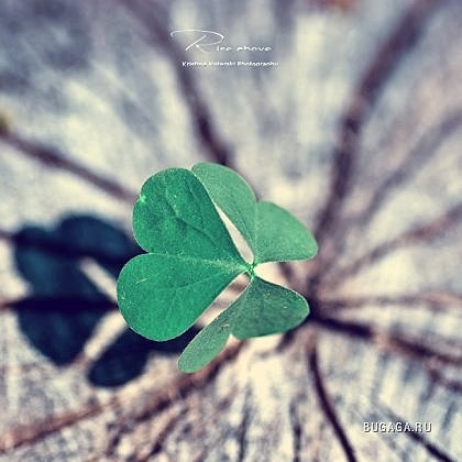 Clover Leaf | Черновцы