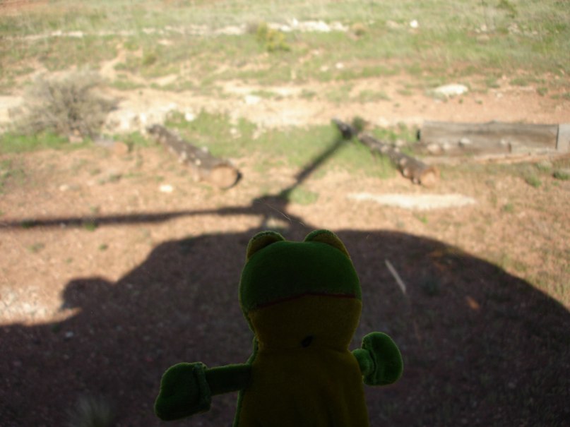 Лягуха Зырящая | Санкт-Петербург