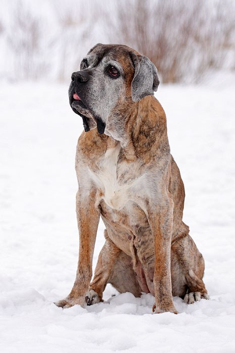 Татьяна Рушкевич Крыска | Санкт-Петербург