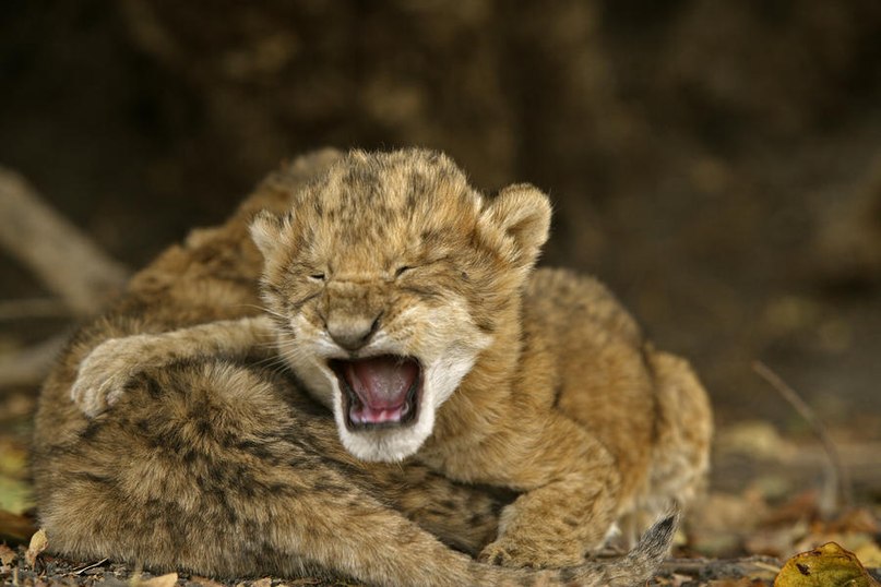 Марина Лан | Рыбинск