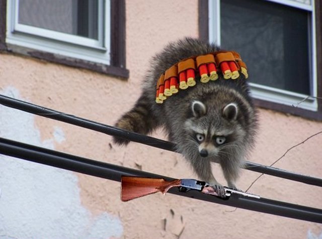 Хмельной Енот | Киев