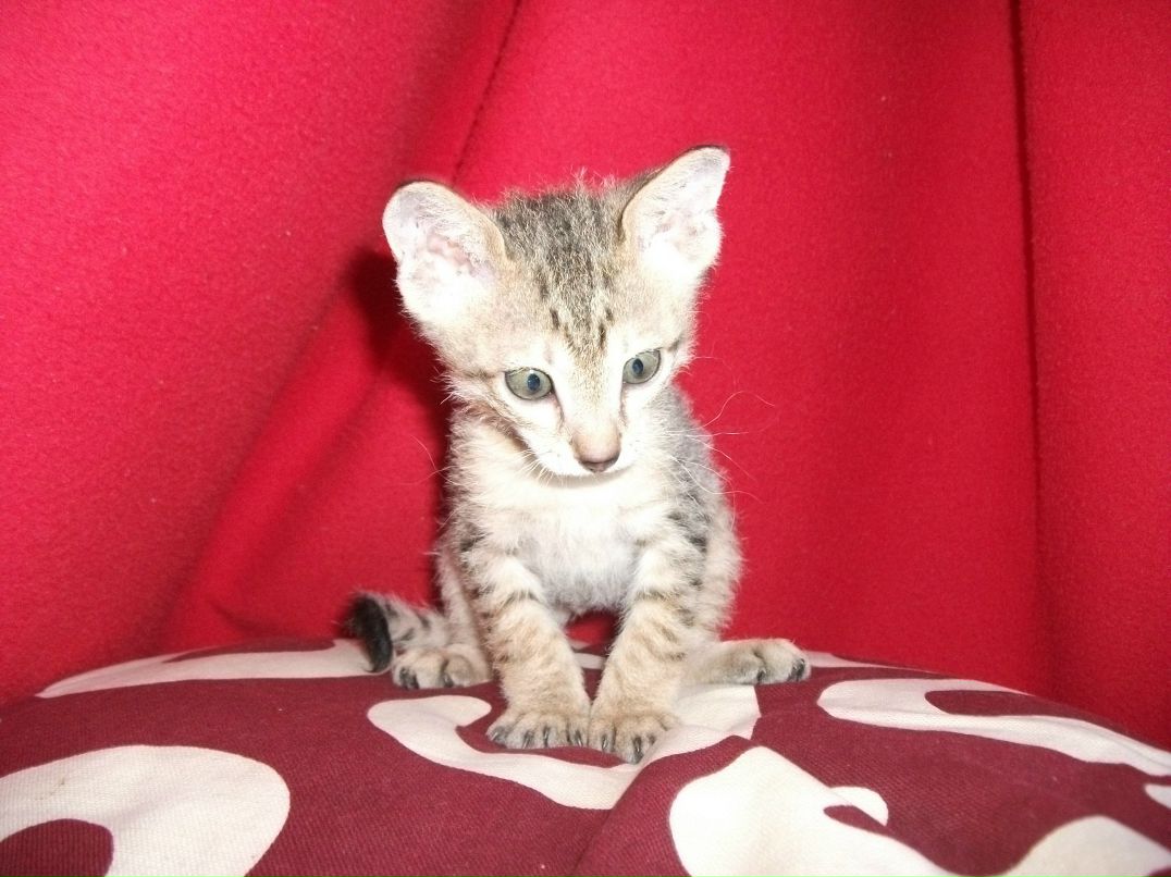 Сергей Рогачев | Санкт-Петербург