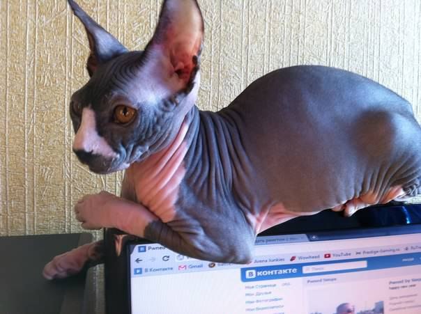 Антон Чистяков *Мамин рыжий мальчик* | Рязань