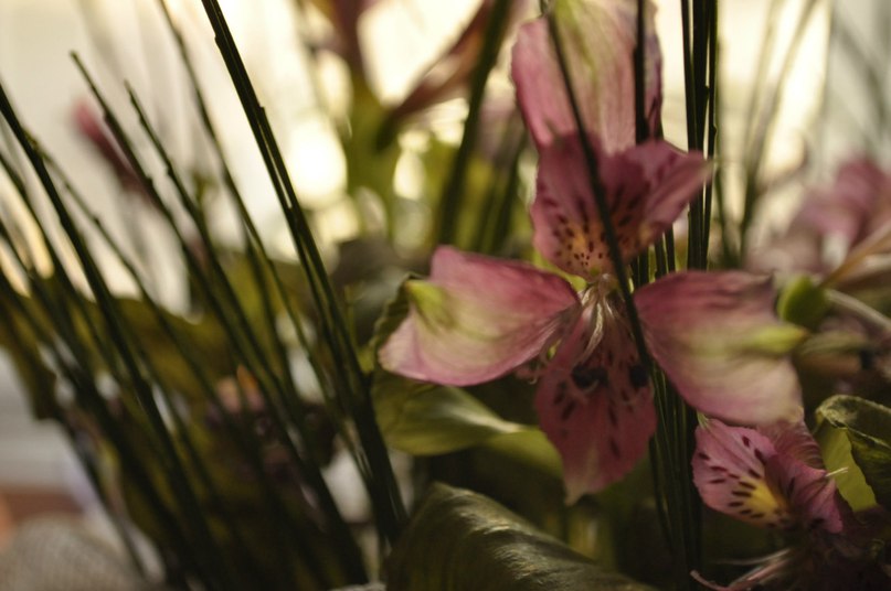 Анютка Николаенко | Киев