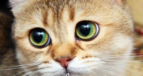 Yuliia Veres | Ottawa