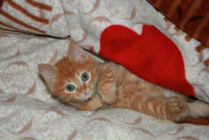 Анна Миронова | Москва