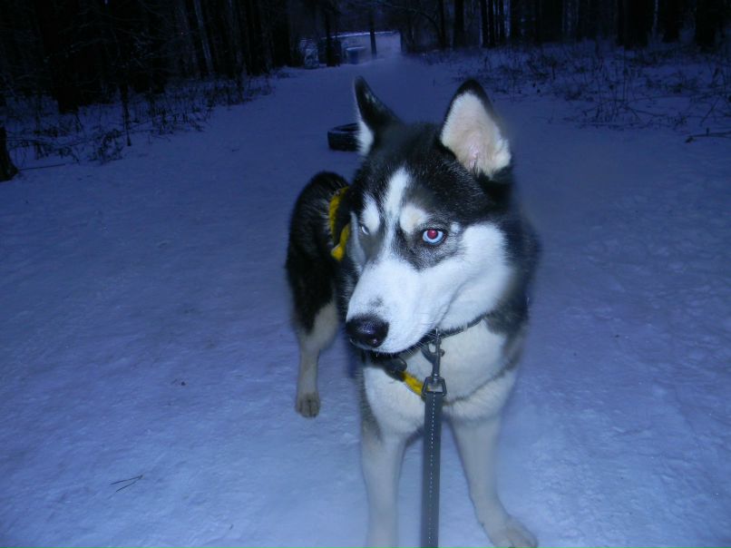 Ростислав Солодский | Ярославль