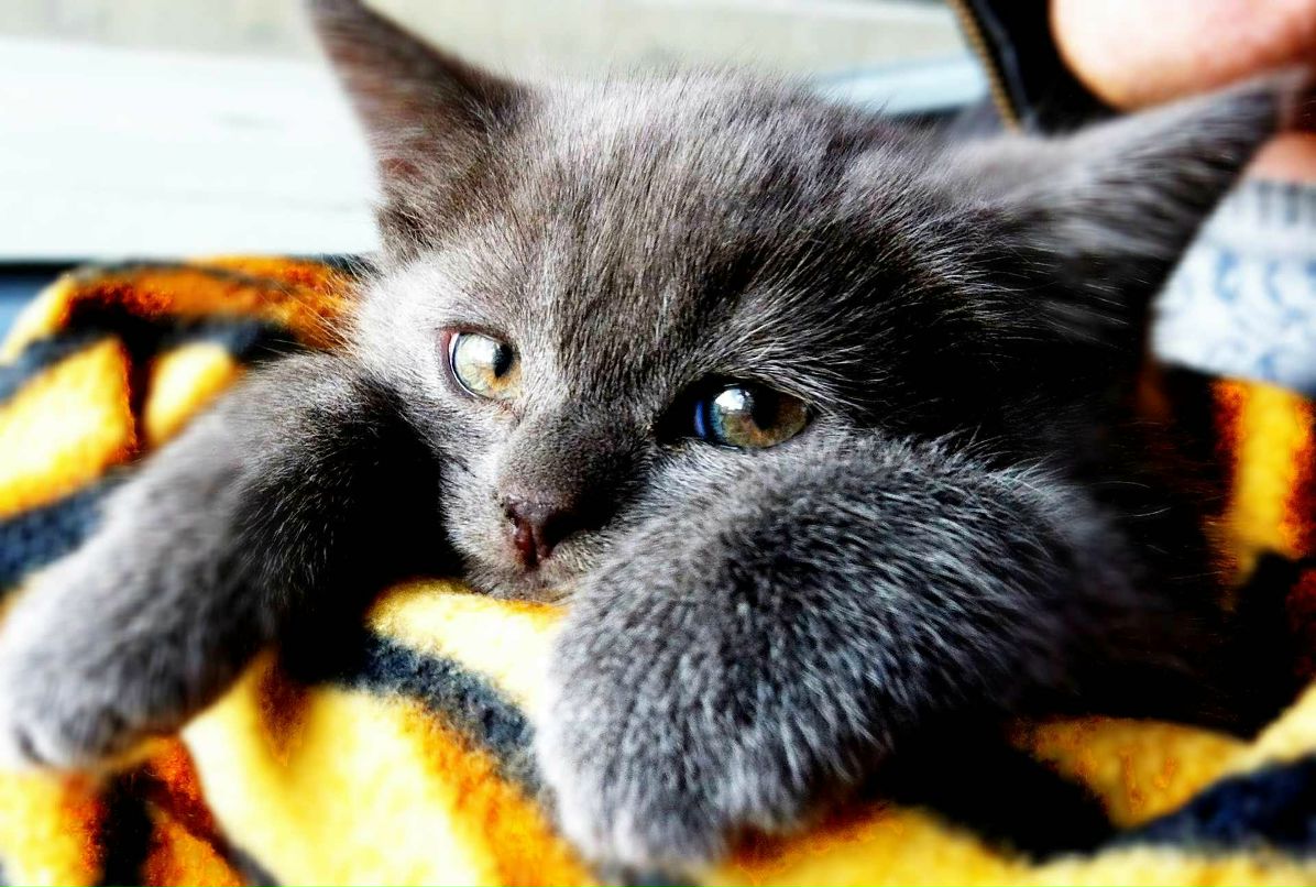 Victoria Victorova | Санкт-Петербург