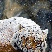 Светлана Мельниченко