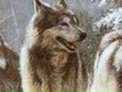 Дмитрий Качан | Луганск