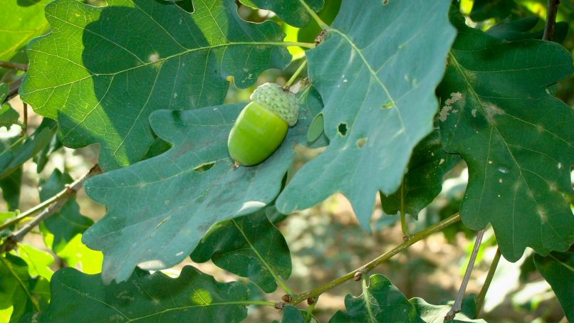 Владимир Шапран | Киев