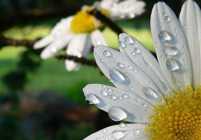 Света Маркевич | Киев