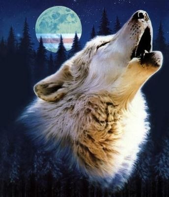 Рома Пешков | Великий Новгород