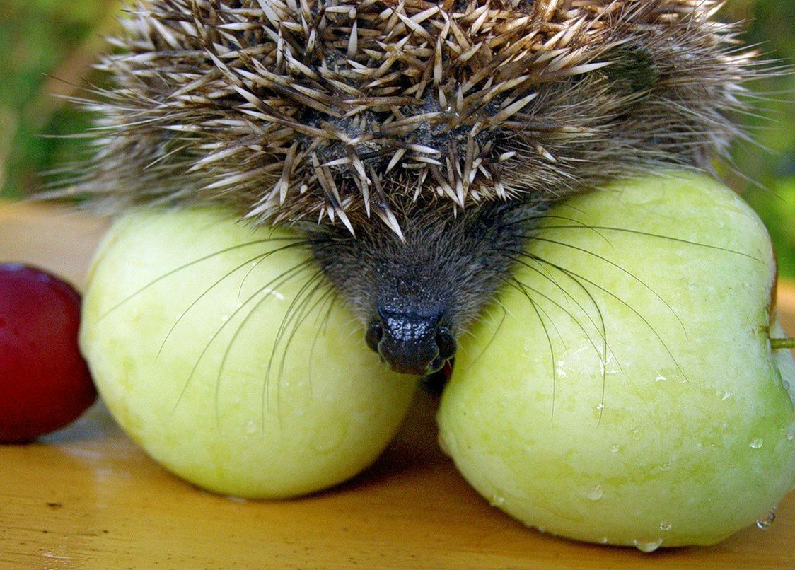 Михаил Некрасов | Пермь