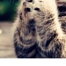 №5, Гаяне Леонова, Москва №5, Гаяне Леонова, Москва