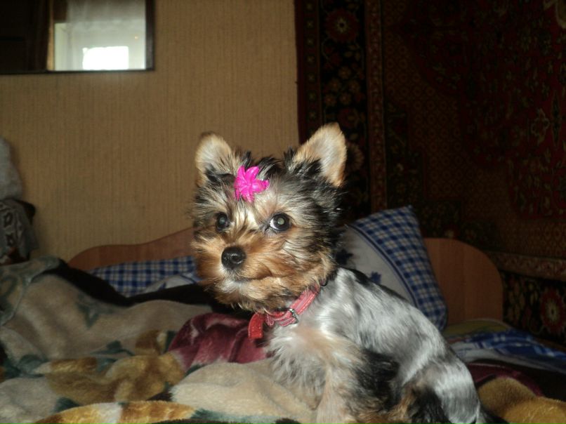 Оля Коковина ТВОЙ МАЛЕНЬКИЙ АНГЕЛ | Плесецк