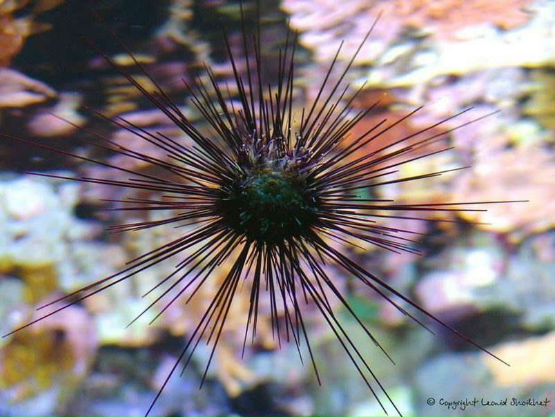 №16, Юрий Изуланов, Санкт-Петербург, Россия №16, Юрий Изуланов, Санкт-Петербург, Россия