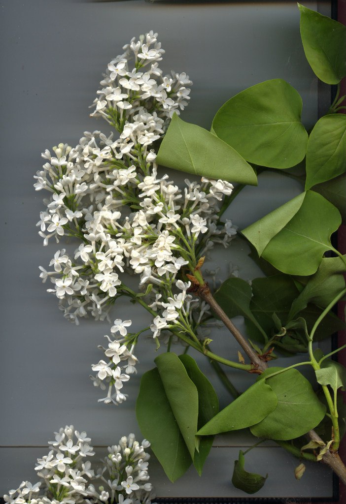 Игорь Полищук Ник | Алексин