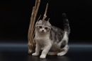 Фотография Иссы Ринки