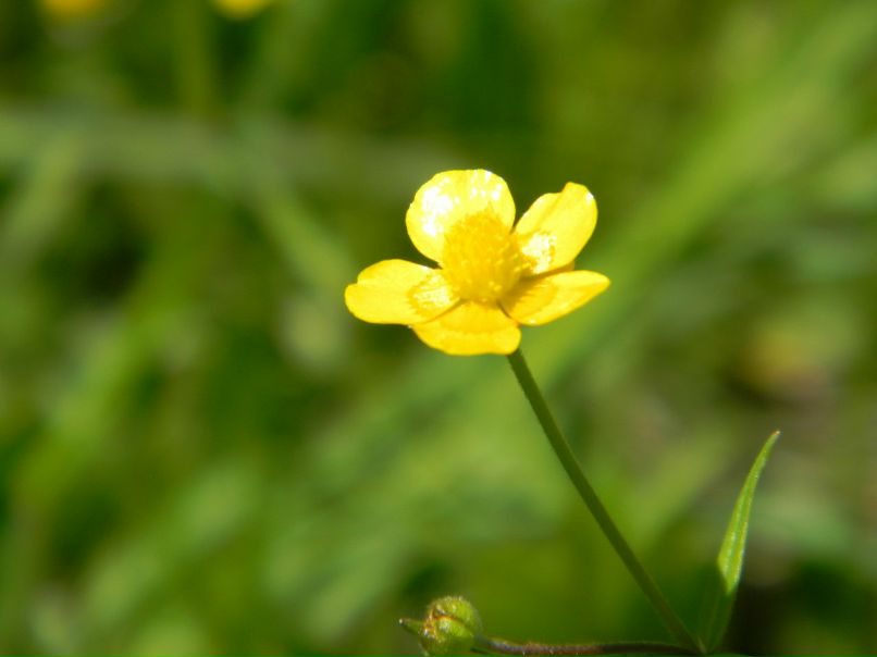 Ирина Малина | 