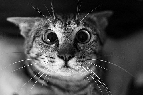 Наталя Телещук | Львов