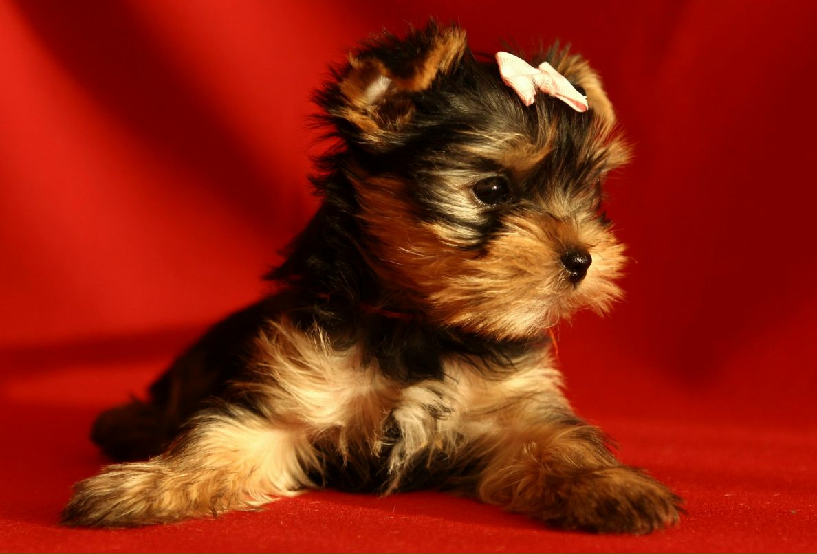 Юлия Князева | Днепр (Днепропетровск)