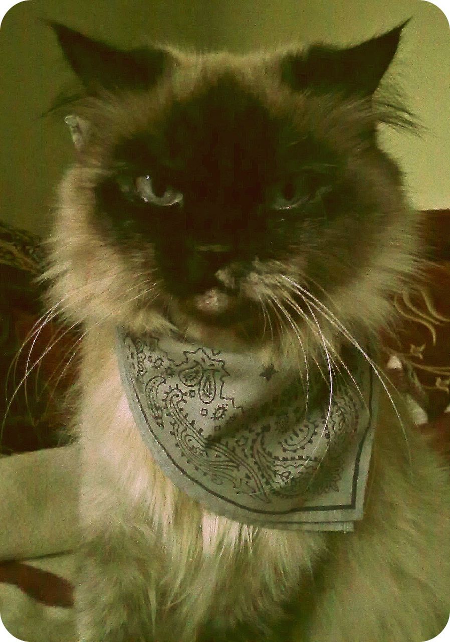 Яна Тихоненко | Киев