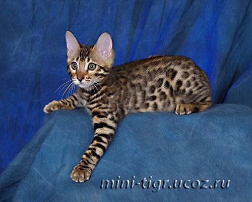 Кирилл Машков | Habana