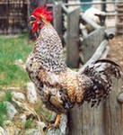 Маргарита Масленникова | Новокузнецк