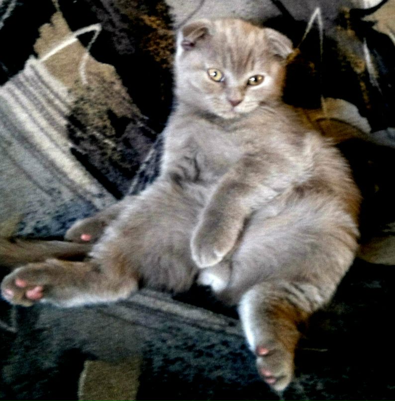 Светик Кошеварова | Новосибирск