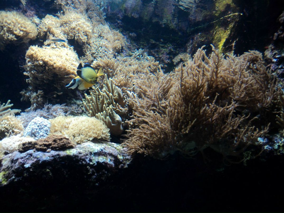 Инна Билоус | Одесса