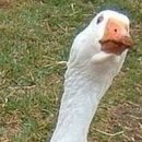 №168, Анжела Жужа, Евпатория №168, Анжела Жужа, Евпатория