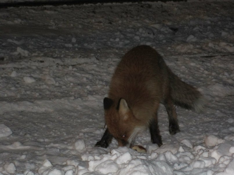 Игорь Лосев | Апатиты