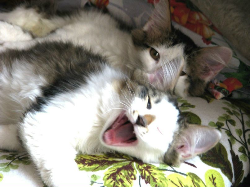 Яна Благинина-Балакина | Миасс