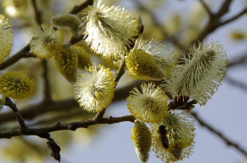 Людмила Куленевич Lutik | Ирпень