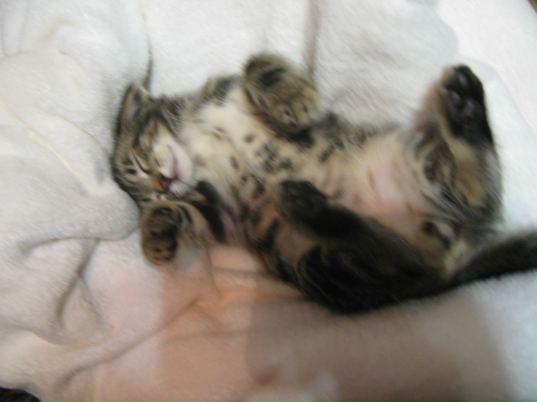 Анна Сырых | Бийск