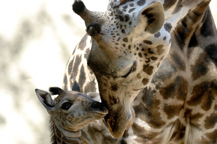 Светлана Кабачная ♥♥♥Leonarda♥♥♥ | Подольск