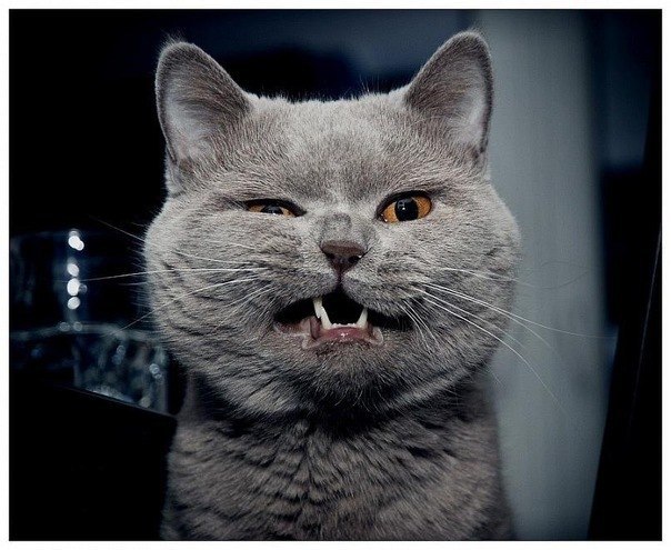 Никита Курчатовский | 