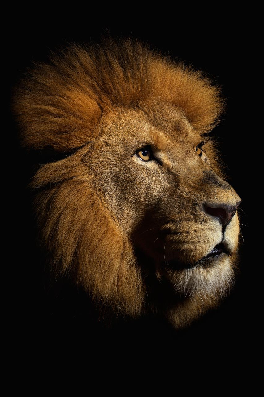 Алексей Владимиров | 