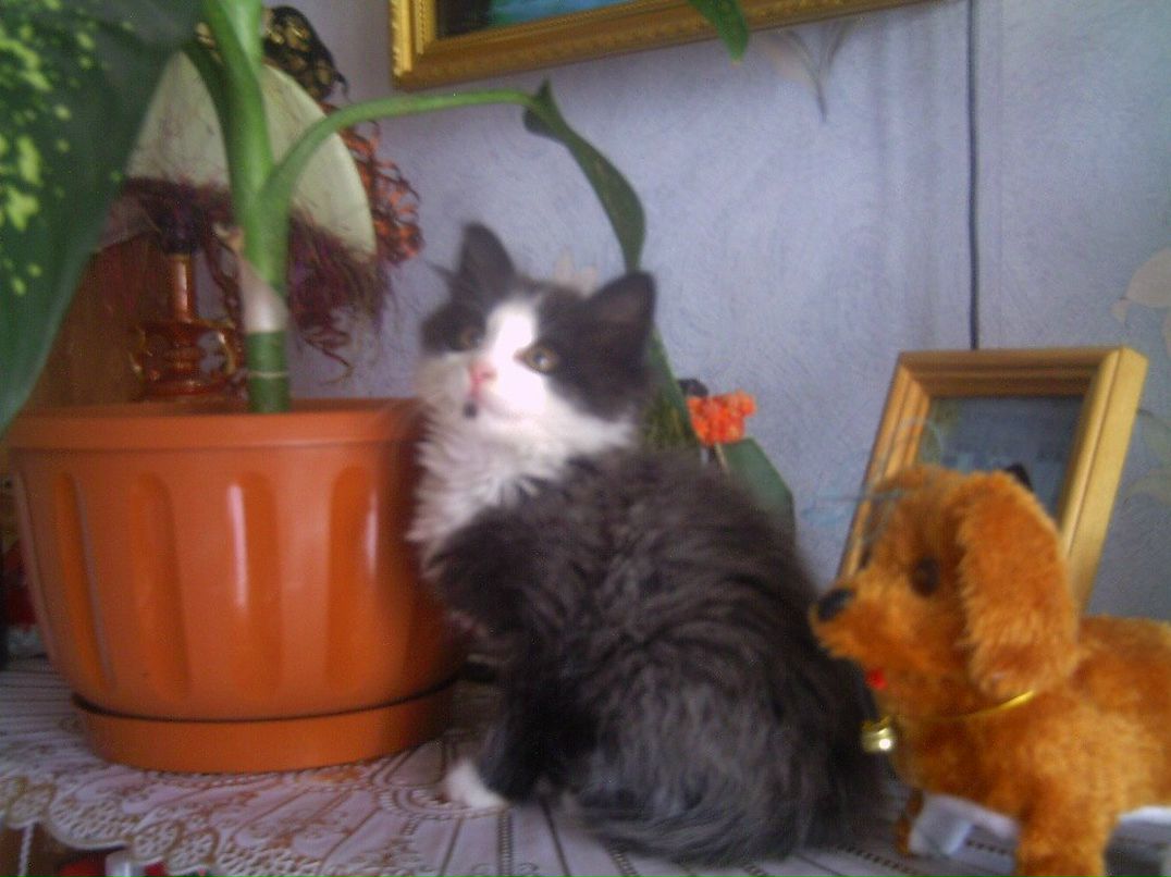 Вера Ланцева | Санкт-Петербург