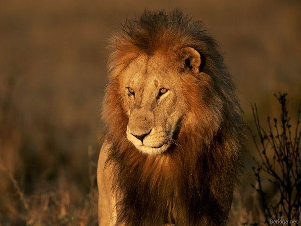 Виктор Нейфельд Predator | Днепр (Днепропетровск)