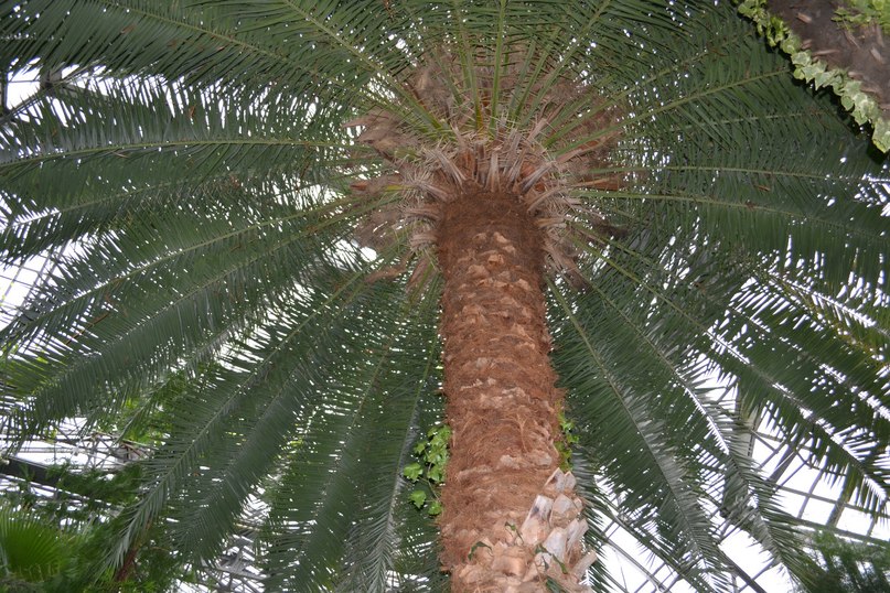 Юлия Никифорова | Санкт-Петербург