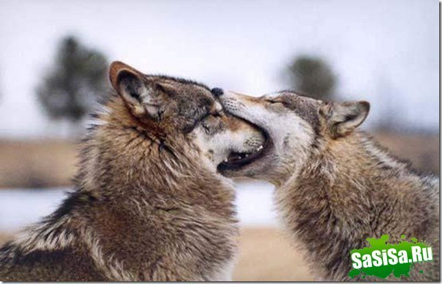 Айгуль Сафина ☞Little Lonely Wolf☜ | Набережные Челны