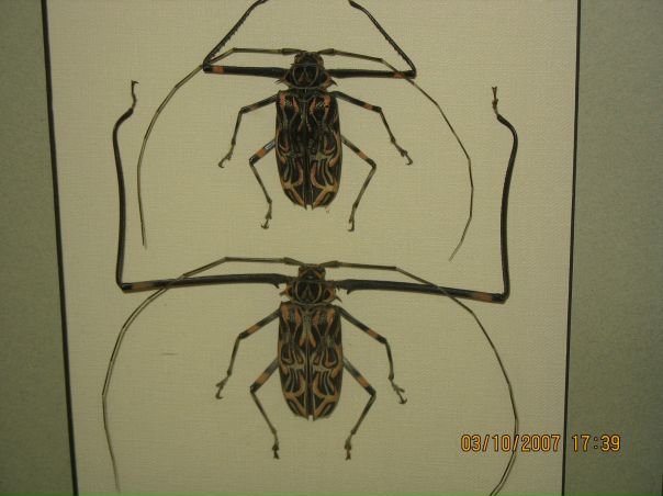 №15, Таня Муравейко №15, Таня Муравейко