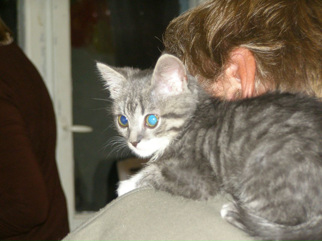 Сергій Каказей | 