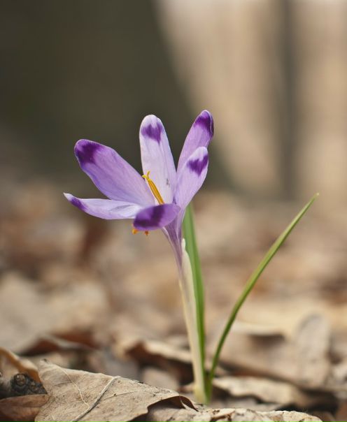 №14, Денис Нивчик, Мукачево №14, Денис Нивчик, Мукачево