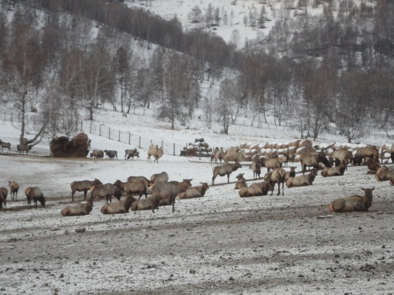 Ольга Талипова | Новокузнецк
