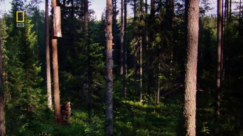 Дикая Природа России . Первозданные Долины ( Документальный Фильм National Geographic )